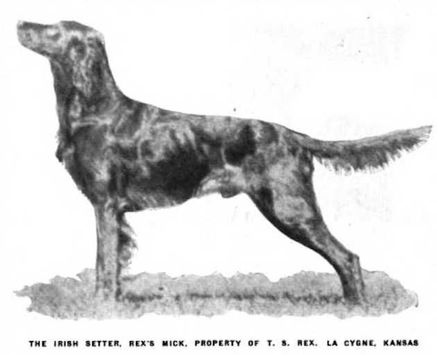 Rex's Mick | Irish Setter 
