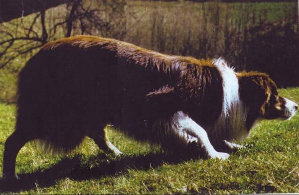 Roy of Dalmillington | Border Collie 