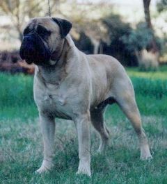 Treebrook Raywood | Bullmastiff 