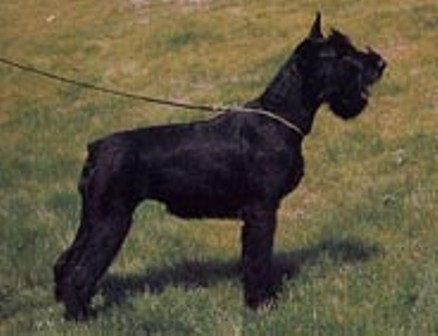 Mona Lisa de Clotet | Giant Schnauzer 