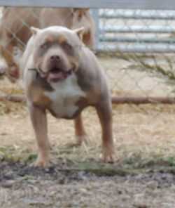 ETBK's Kavik | American Pit Bull Terrier 