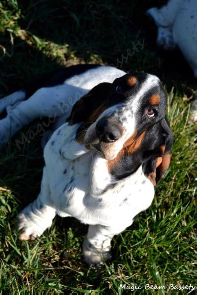 Magic Beam Roma | Basset Hound 