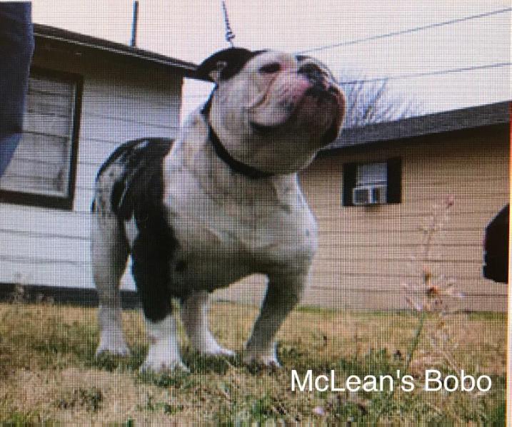 McLeain's Bobo | Olde English Bulldogge 