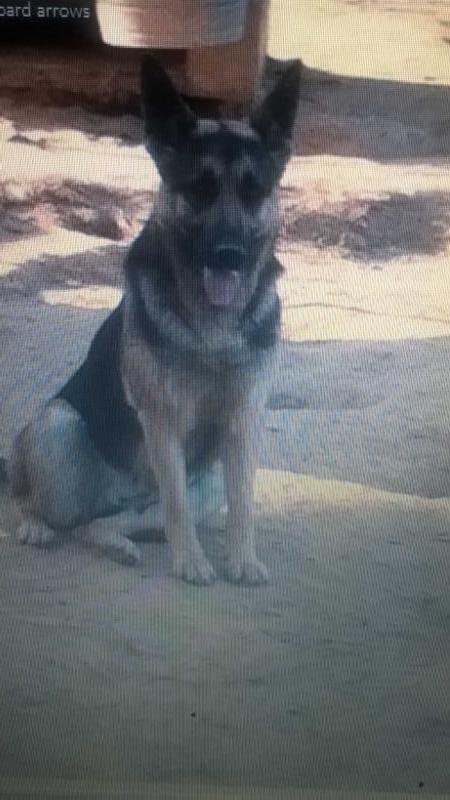 Quinonez's Lucy | German Shepherd Dog 