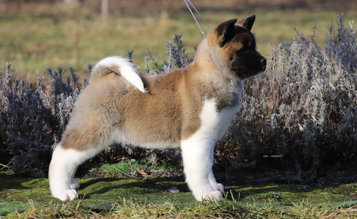 WINTERRAHILLS HER ROYAL HIGHNESS | Akita 