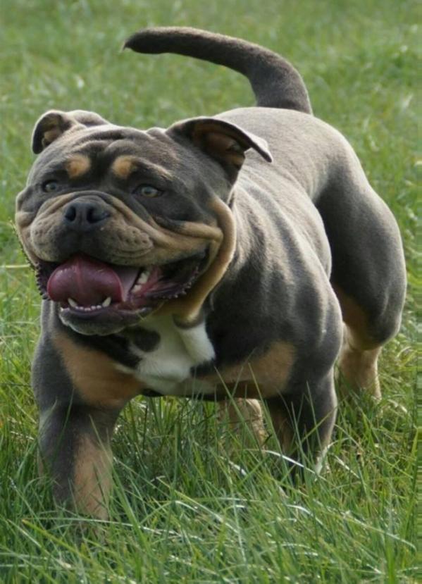 HotBuldog´s Champ | Olde English Bulldogge 