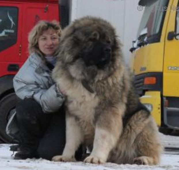 BAIRAK AZSKAS TOPYCH | Caucasian Mountain Dog 