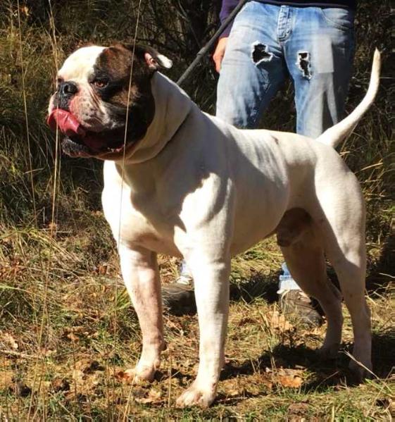 ALSORBULL's LENOX | American Bulldog 