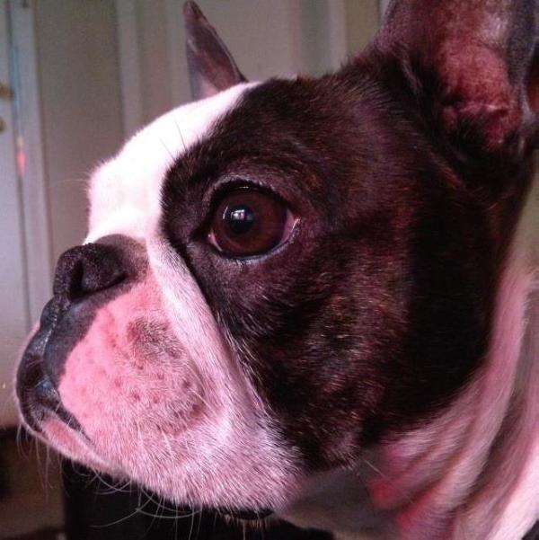 SweetSummer's Dragons Myst | Boston Terrier 