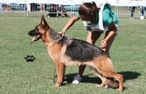 Chloe von Fedelia | German Shepherd Dog 