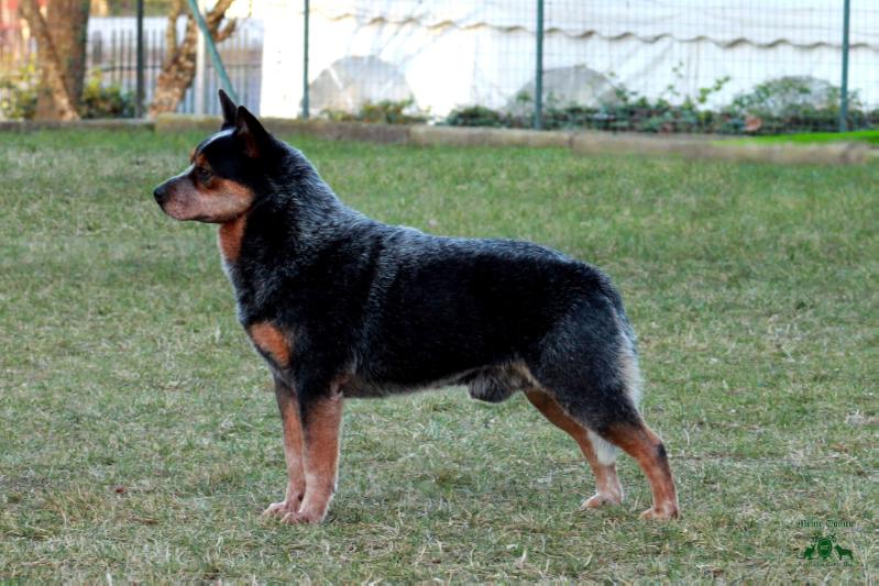 QUEBLU AUSSIE ICON | Australian Cattle Dog 