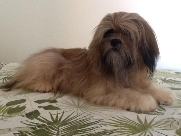 Okajima Uma Thurman | Lhasa Apso 