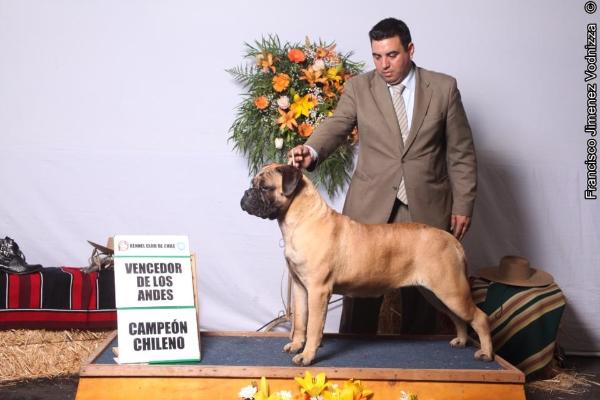 Minas Anor's Green Mamba | Bullmastiff 