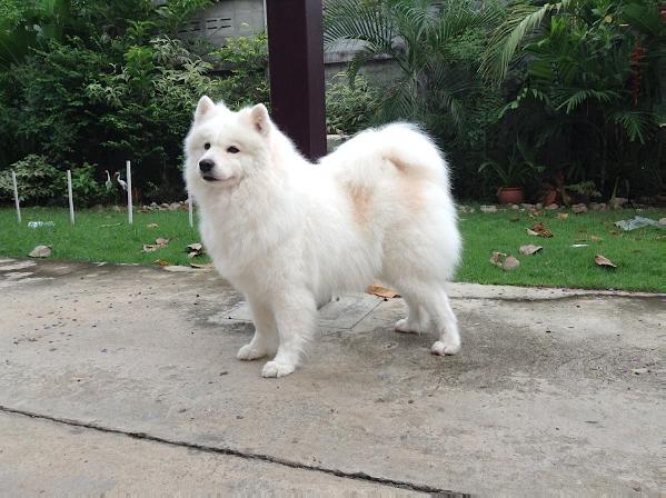 Dream Chaser's Dream Diamond | Samoyed 