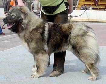 Undina Iz Stolitsy Sibiri | Caucasian Mountain Dog 