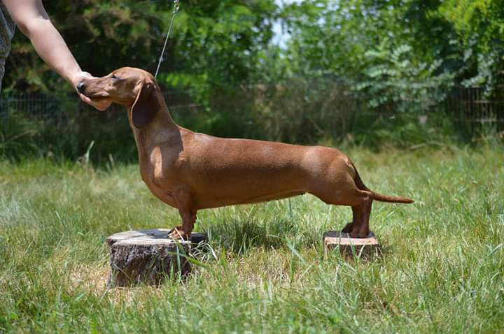 Proud Hunter Grafiti | Dachshund 