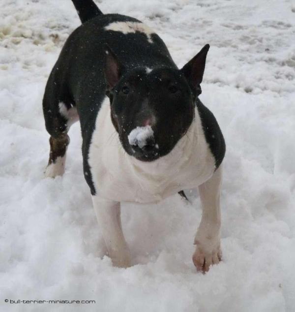 Dark pearl du domaine d'Yspahan | Bull Terrier 