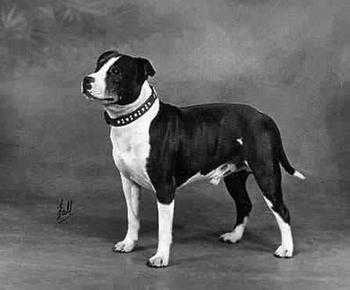 Constones Cadet | Staffordshire Bull Terrier 