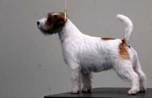 Joy of whitetan | Jack Russell Terrier 