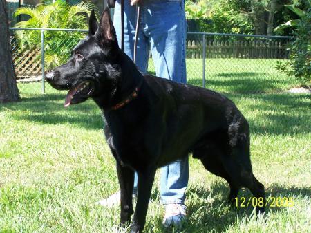 Harley vom Haus Franck | German Shepherd Dog 