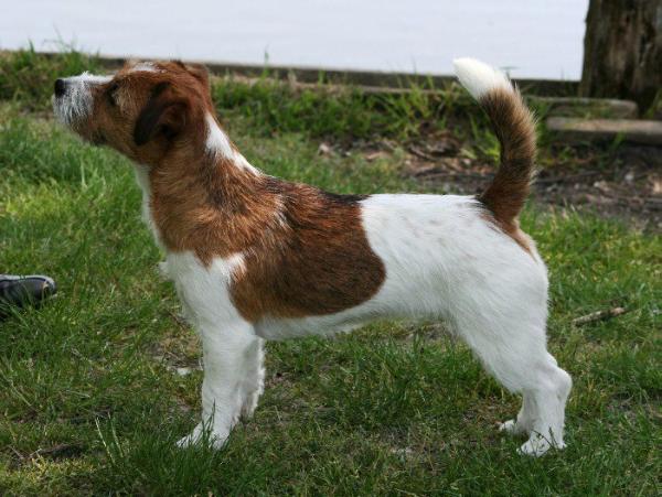 Raaw Ambition | Jack Russell Terrier 