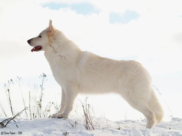 Tornado Eagles Pandora | White Swiss Shepherd Dog 