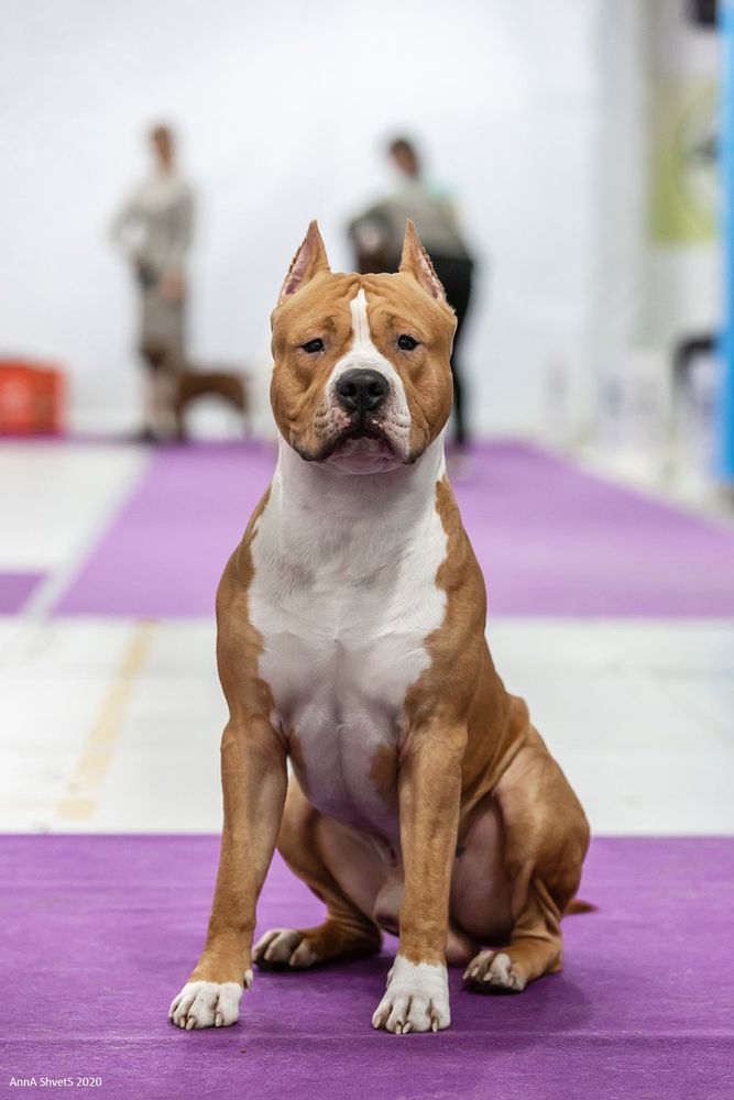 Forbes King  Iz Doma Lankaster | American Staffordshire Terrier 