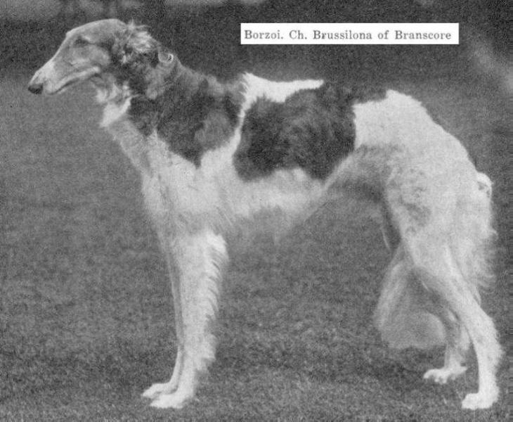 Brussilona of Branscore | Borzoi 