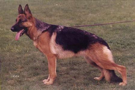 Alderslyst Joyce Angelina | German Shepherd Dog 