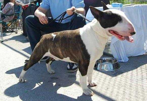 HECTOR TROJAN WARRIOR BULLYSTAR | Bull Terrier 