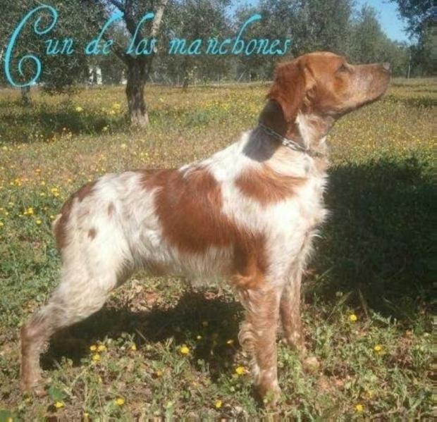 GUN de los Manchones | Brittany 