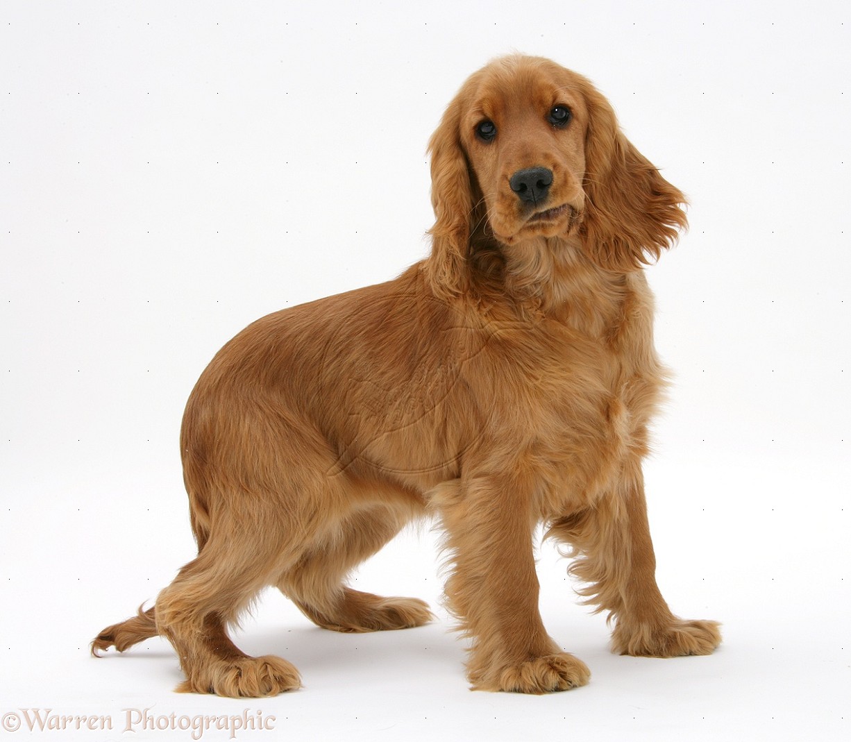 English Cocker Spaniel