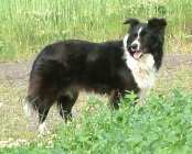 Zilylad Venus | Border Collie 