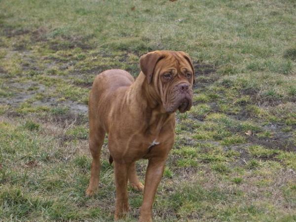Bonny Bordoland | Dogue de Bordeaux 