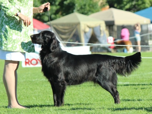 Huntlane Kountry Moon | Flat-Coated Retriever 