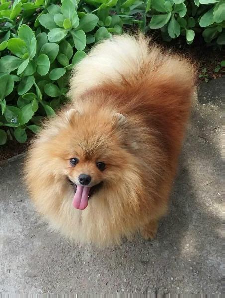 Felix Gafia's Little Pack | Pomeranian 