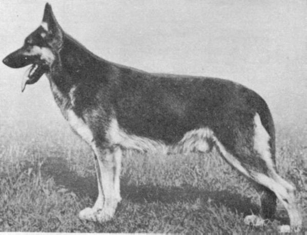 Achilles von der Höllenquelle | German Shepherd Dog 