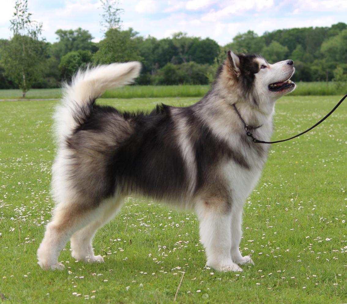 AYUR NORTHERN BABY | Alaskan Malamute 