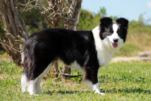 Prada de los Trastolillos | Border Collie 