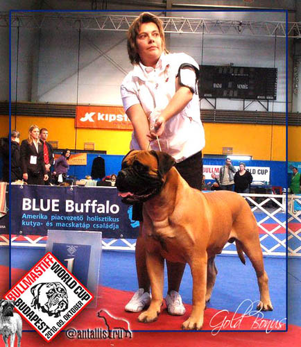 ARAGON BRAVE HEART IS-DVARISKIU | Bullmastiff 