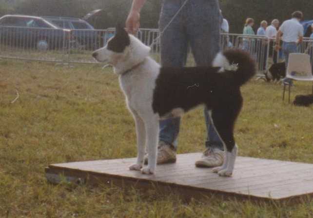 CINDY LOF. 136/40 | Karelian Bear Dog 