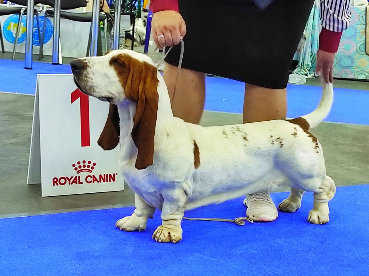 KLEMENTINA Long Castle Hound | Basset Hound 