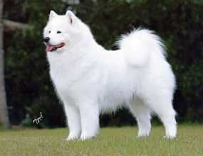 Pebble's Run The Great Gazoo | Samoyed 