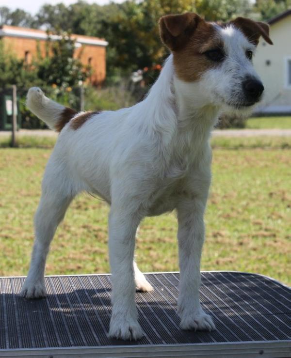 Baires JR Dear Abby | Jack Russell Terrier 