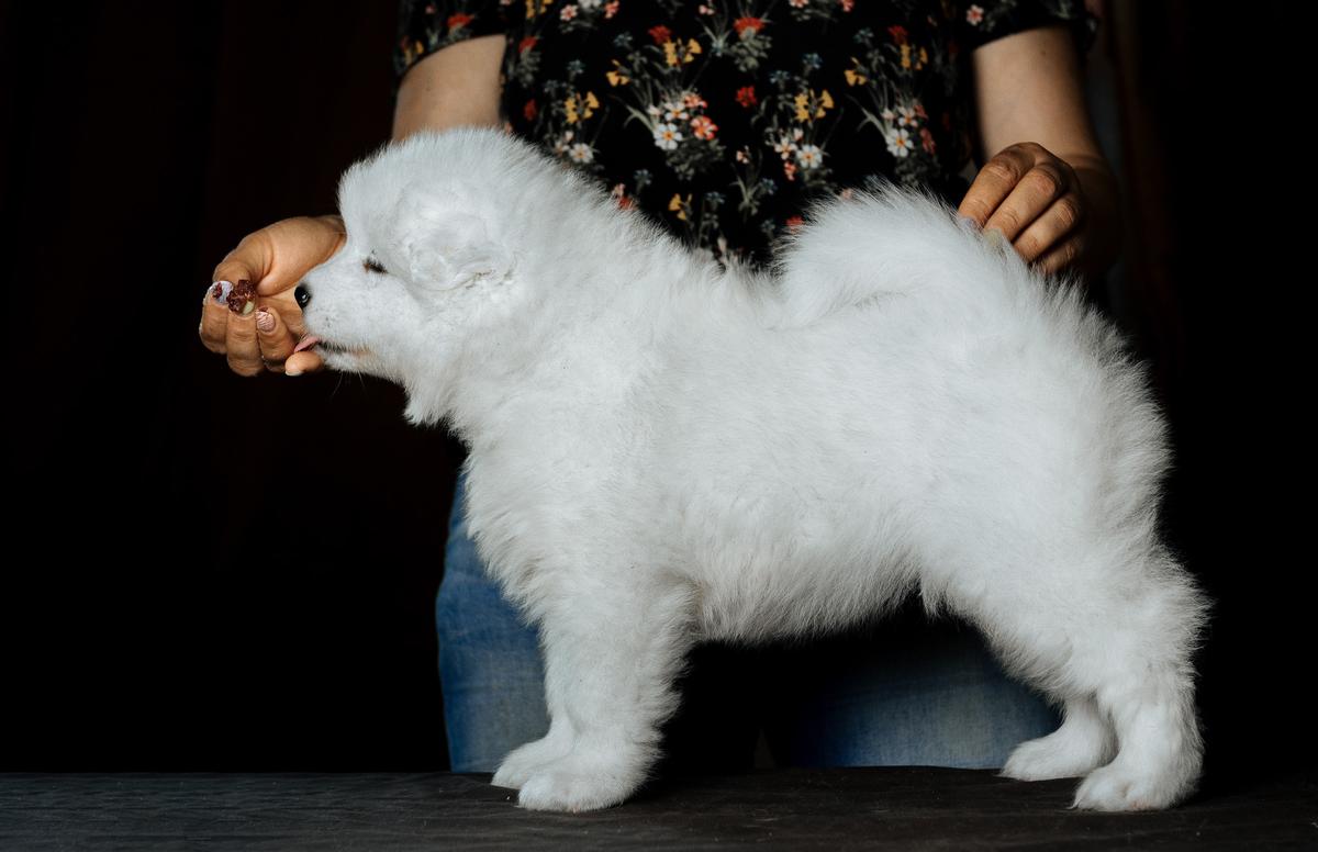 Amundsen Team Yuki Sparcling Flakes | Samoyed 