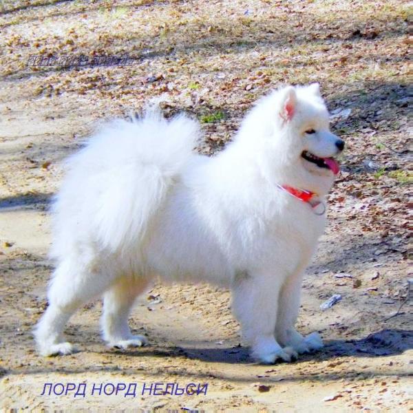 Lord Nord Nelsi | Samoyed 