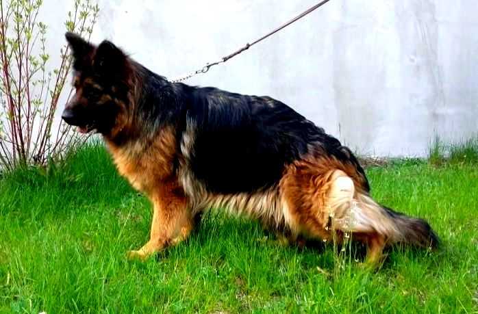 WINA THUNDER POLAND | German Shepherd Dog 