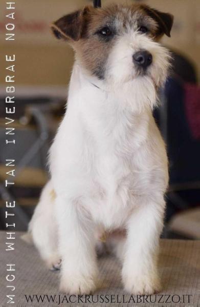 White Tan Inverbrae Noah | Jack Russell Terrier 