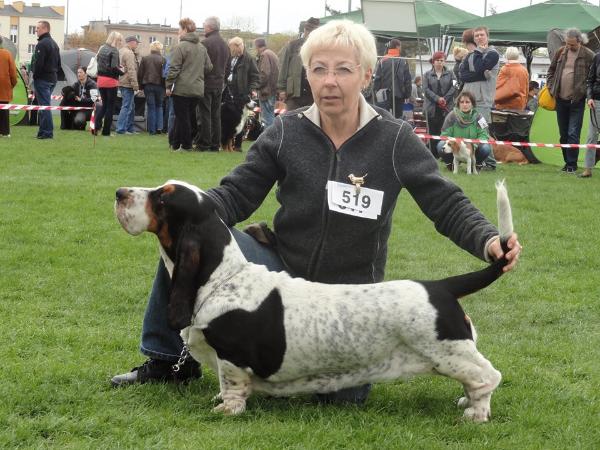 Rumba Galopujaca Fufla | Basset Hound 