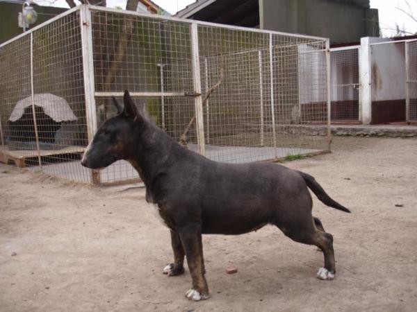 Asia de Peracho | Bull Terrier 